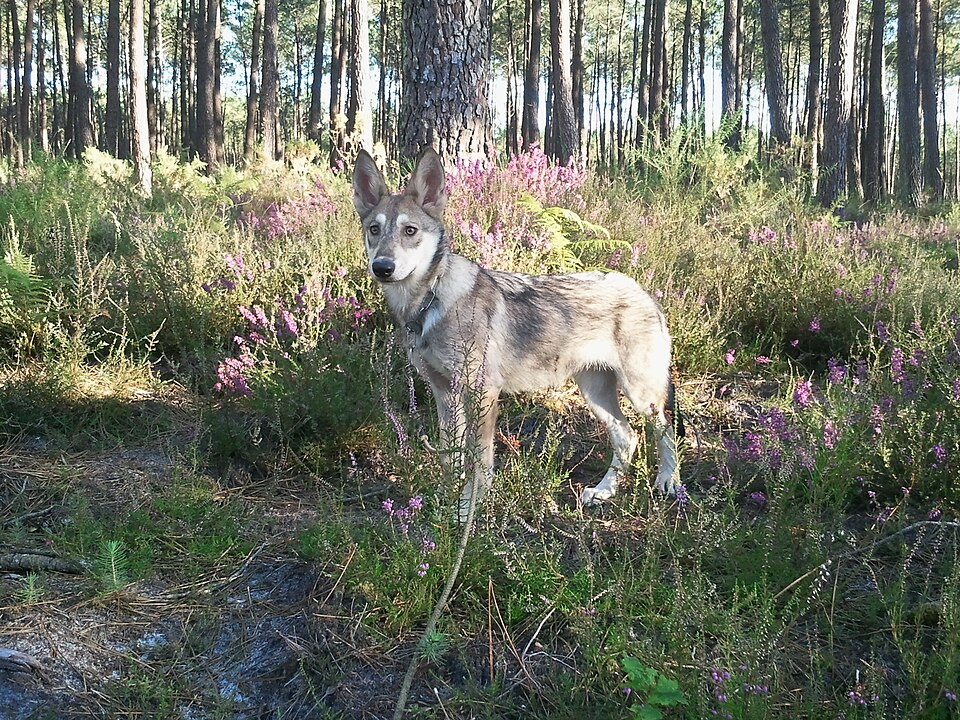 Chien-loup de Saarloos — photo de la race de chien originaire de Pays-Bas (1)