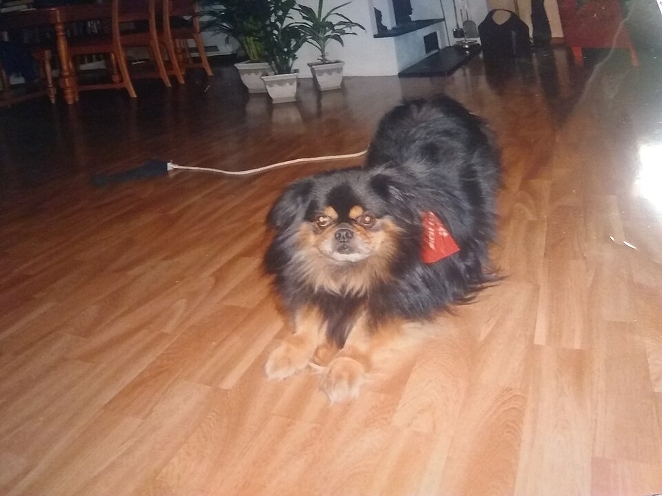 Epagneul tibétain — photo de la race de chien originaire de Tibet (2)