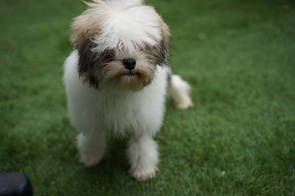 Petit chien lion — photo de la race de chien originaire de Europe (6)