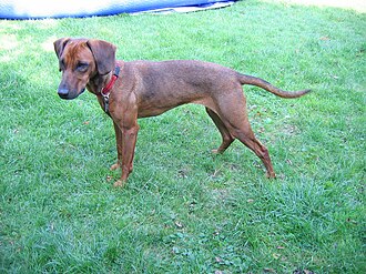 Brachet autrichien