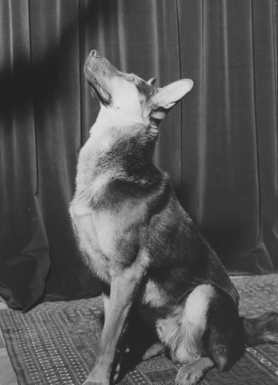 Berger Allemand — photo de la race de chien originaire de Allemagne (3)