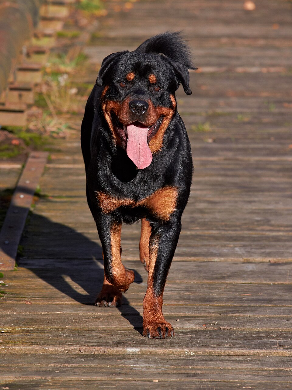 Rottweiler — photo de la race de chien originaire de Allemagne (1)