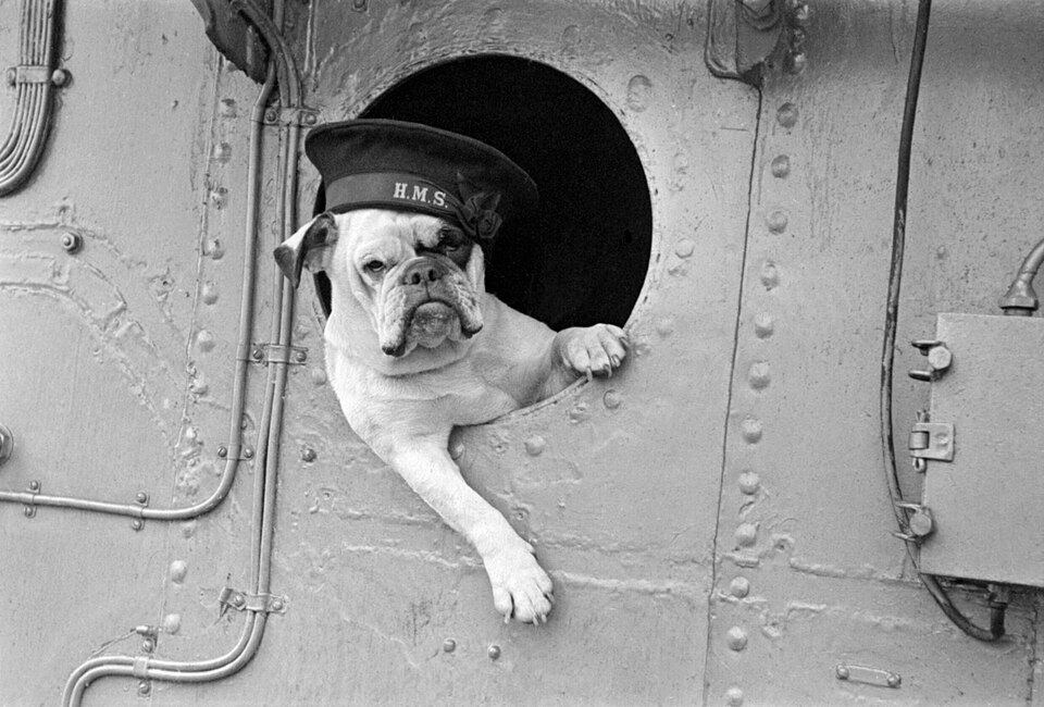 Bulldog anglais — photo de la race de chien originaire de Royaume-Uni (1)