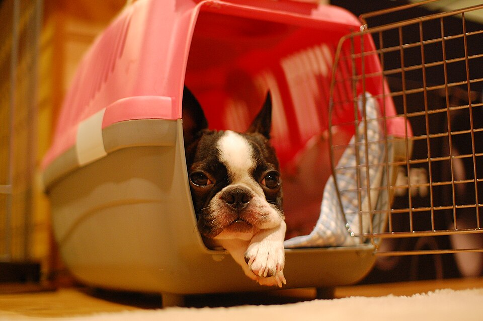 Boston Terrier — photo de la race de chien originaire de États-Unis (2)
