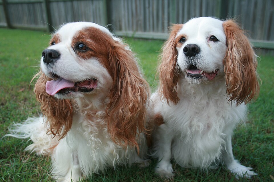 Cavalier King Charles — photo de la race de chien originaire de Royaume-Uni (4)