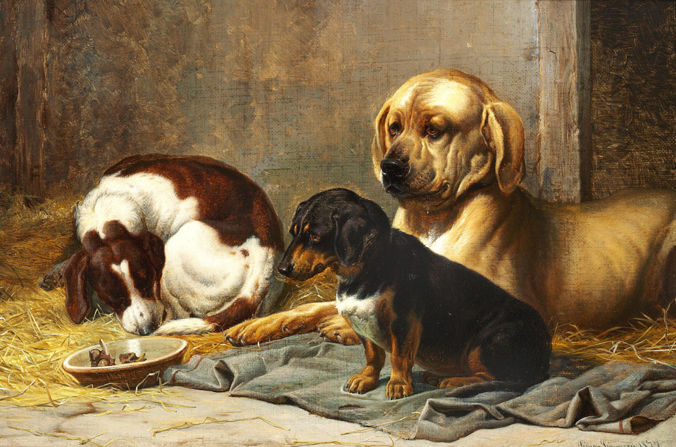 Broholmer — photo de la race de chien originaire de Danemark (4)