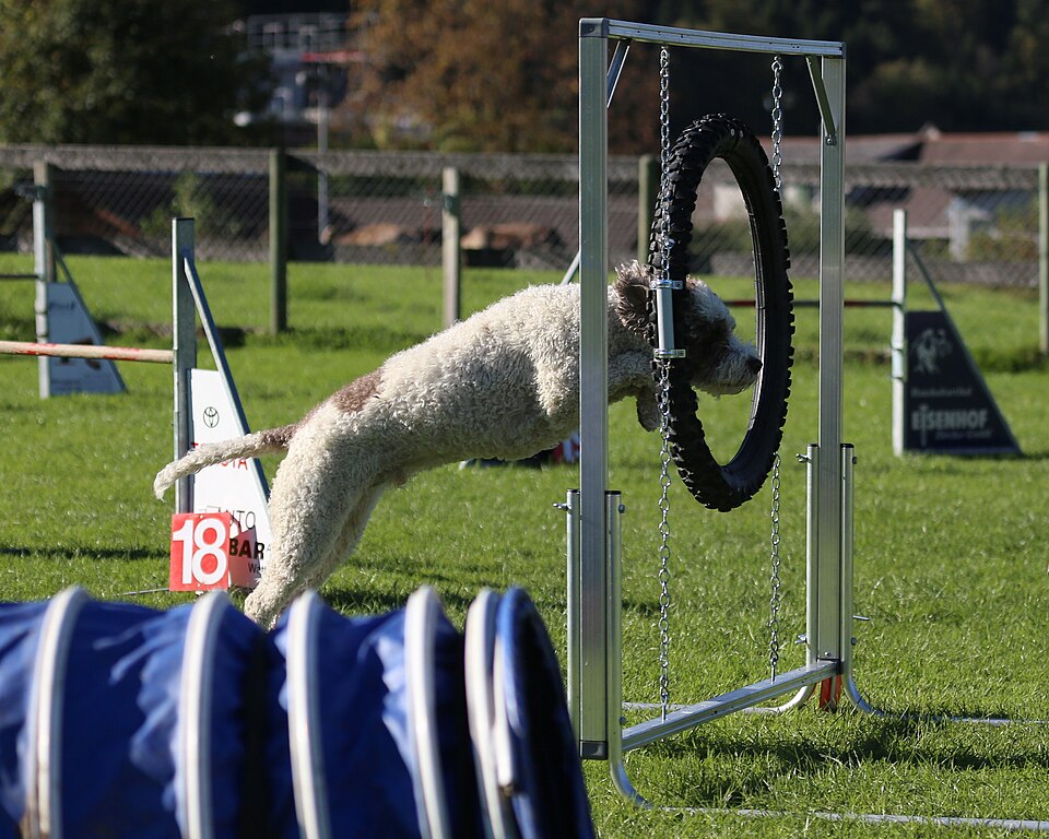 Chien d’eau portugais — photo de la race de chien originaire de Italie (1)