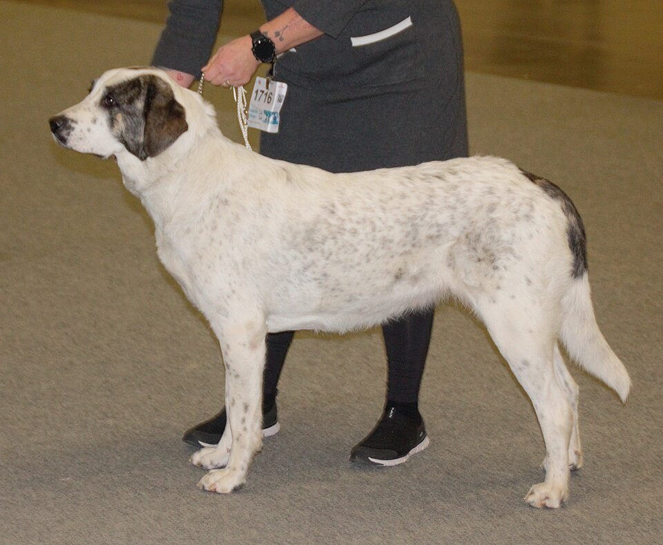 Rafeiro do Alentejo — photo de la race de chien originaire de Portugal (2)
