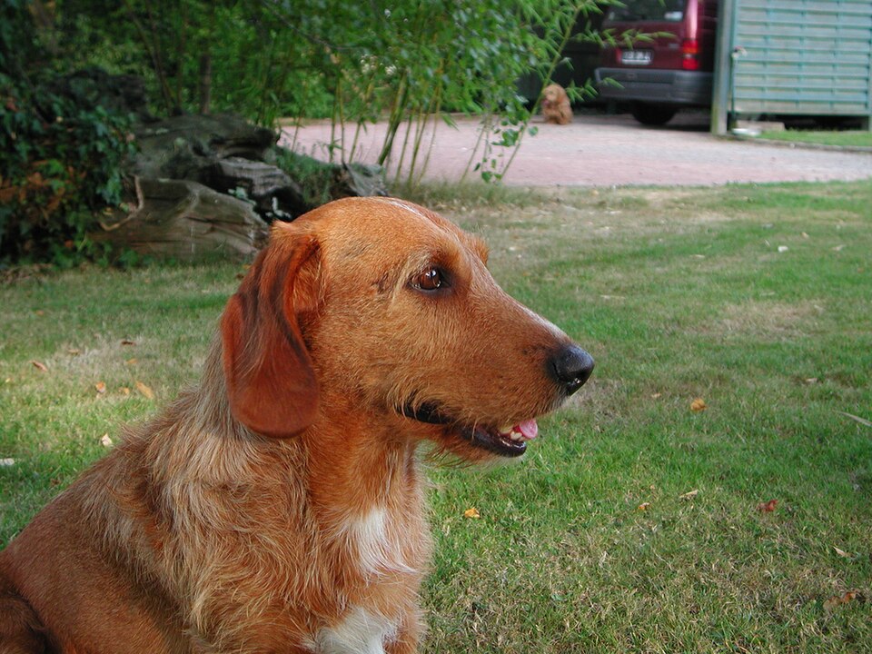 Basset fauve de Bretagne — photo de la race de chien originaire de France (3)