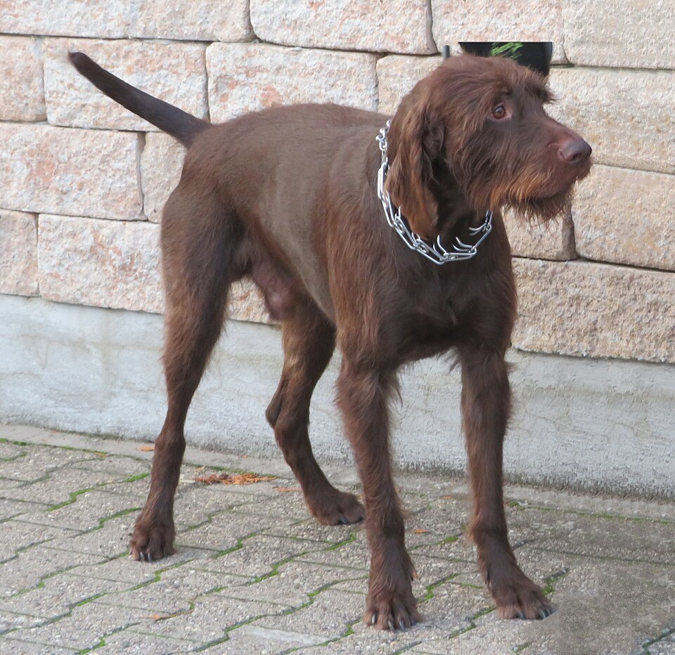 Pudelpointer — photo de la race de chien originaire de Allemagne (2)