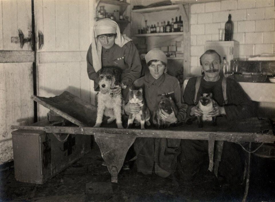 Fox Terrier — photo de la race de chien originaire de Royaume-Uni (6)