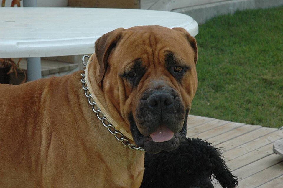 Bullmastiff — photo de la race de chien originaire de Royaume-Uni (2)