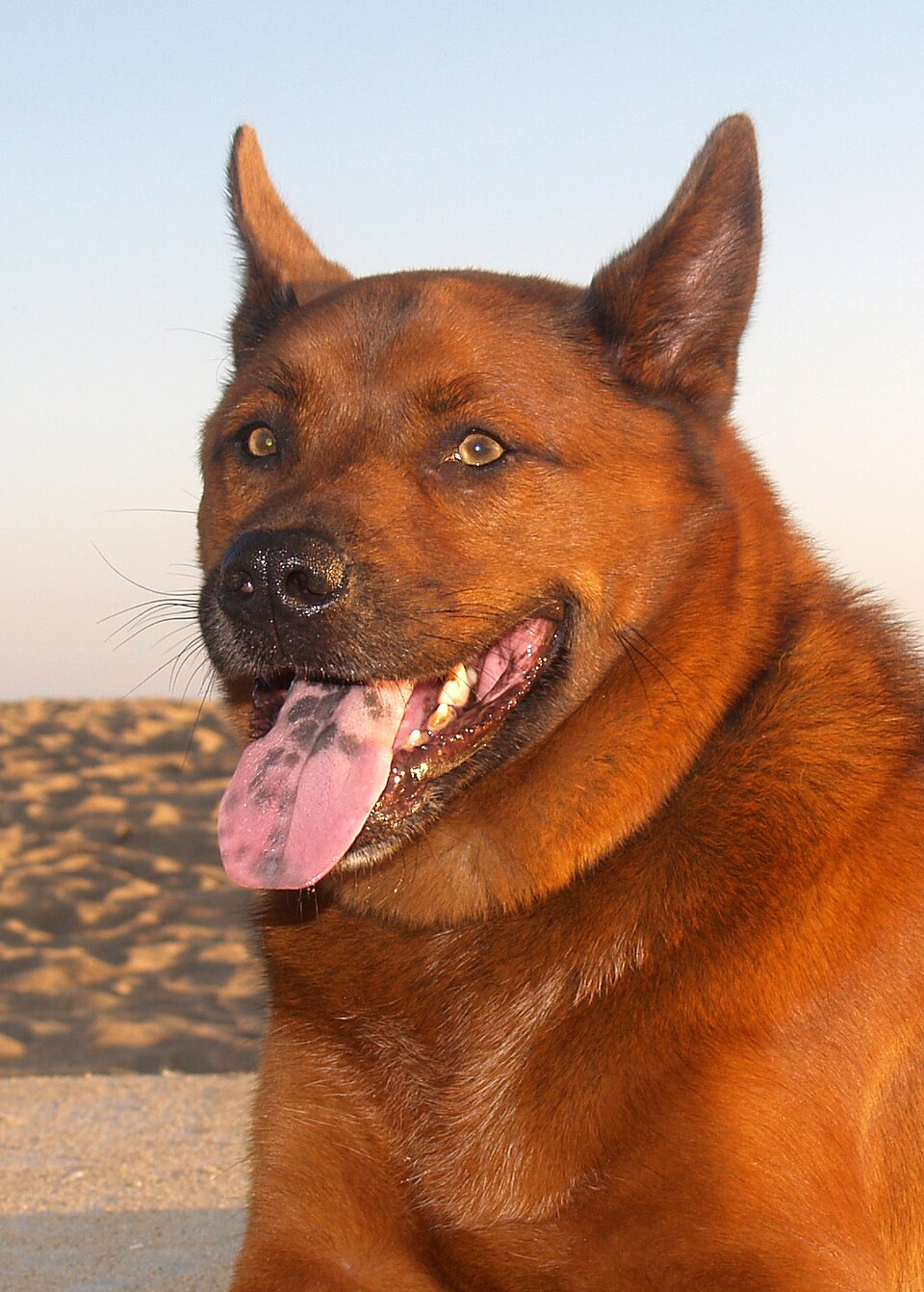 Kai — photo de la race de chien originaire de Japon (4)