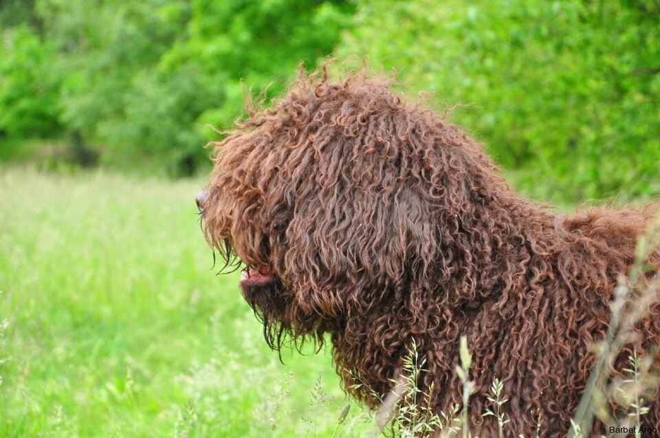 Barbet — photo de la race de chien originaire de France (3)