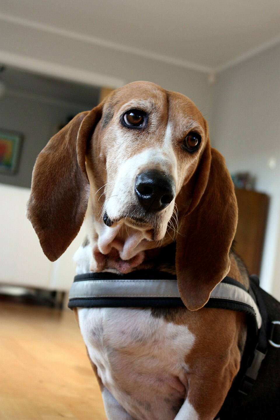 Basset artésien normand — photo de la race de chien originaire de France (4)
