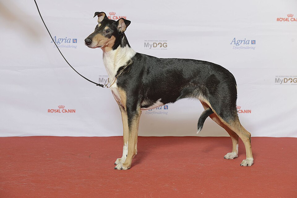 Colley à poil court — photo de la race de chien originaire de Écosse (4)