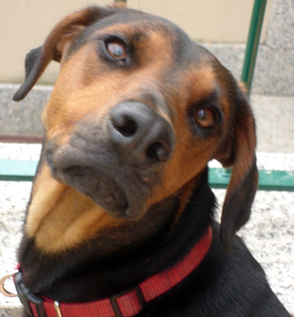 Chien courant serbe — photo de la race de chien originaire de Serbie (1)