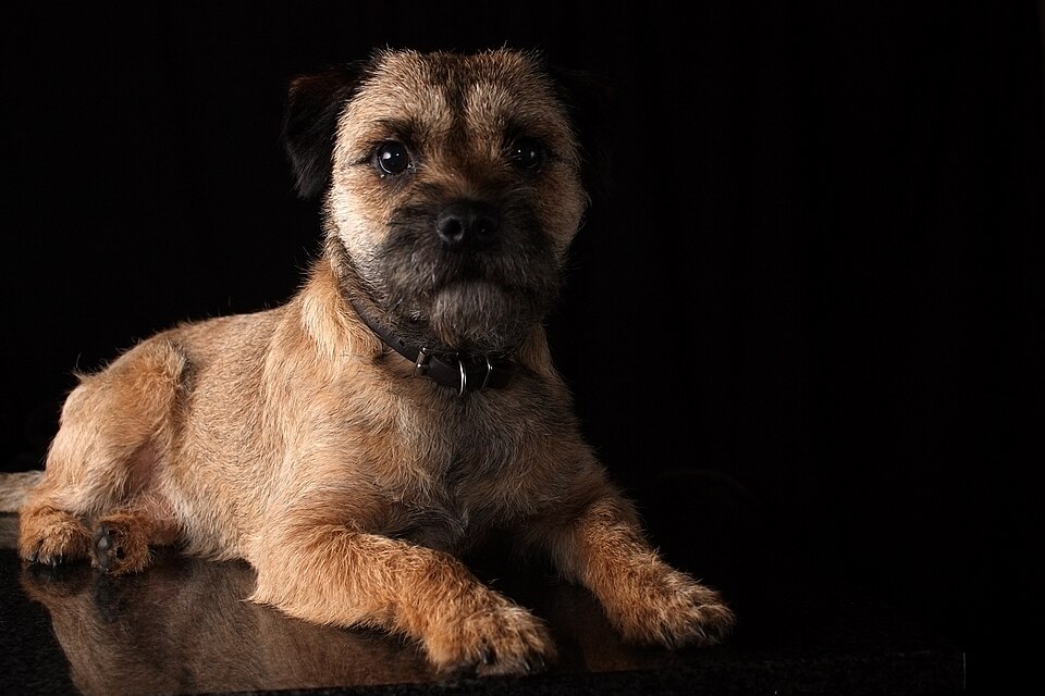 Border terrier — photo de la race de chien originaire de Royaume-Uni (1)