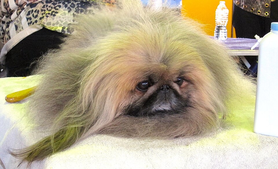 Pékinois — photo de la race de chien originaire de République populaire de Chine (6)