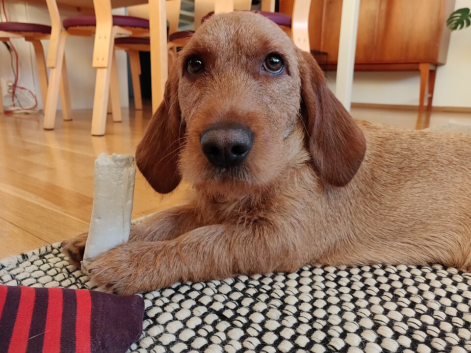 Basset fauve de Bretagne — photo de la race de chien originaire de France (4)