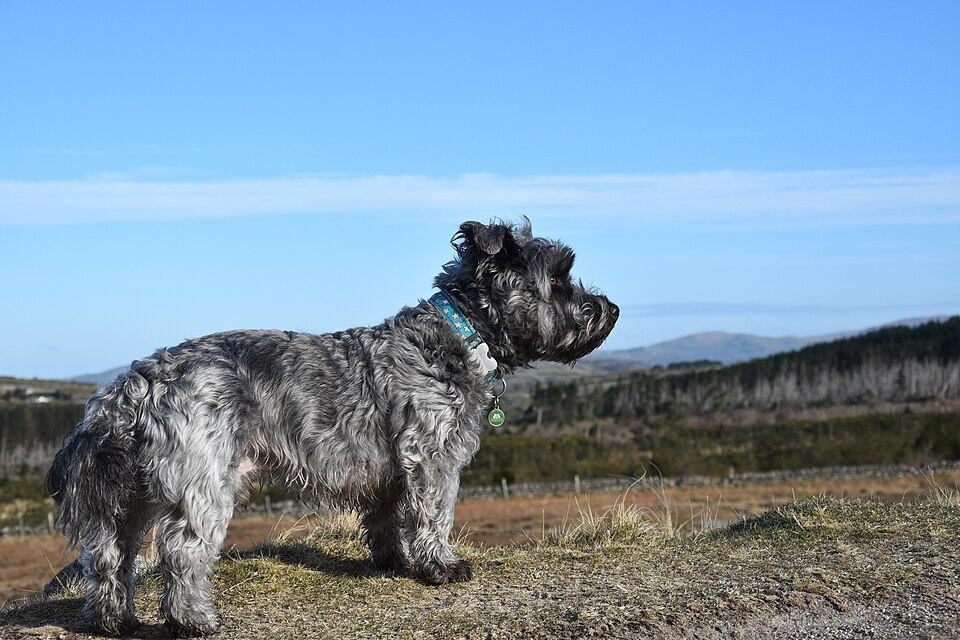 Terrier Irlandais Glen of Imaal — photo de la race de chien originaire de Irlande (3)
