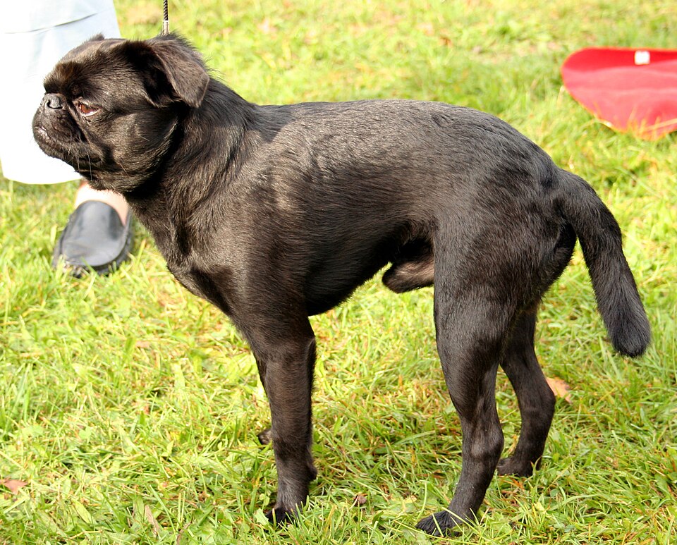 Petit brabançon — photo de la race de chien originaire de Belgique (3)