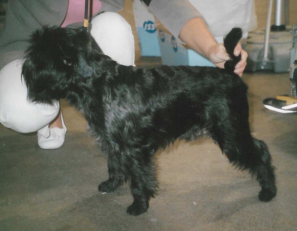 Griffon belge — photo de la race de chien originaire de Belgique (3)