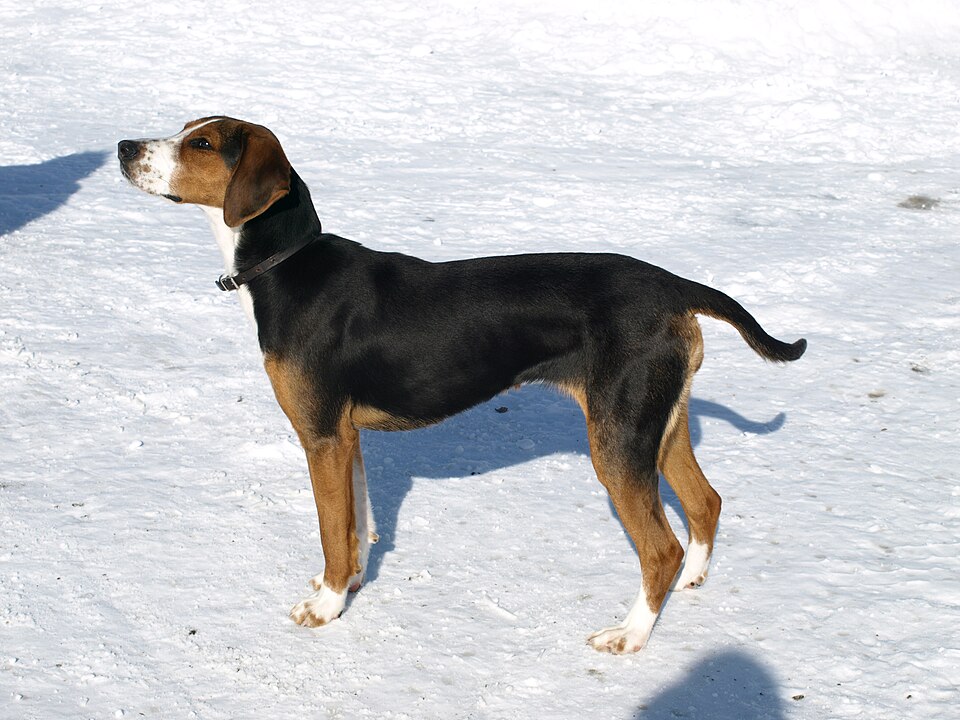 Chien courant finlandais — photo de la race de chien originaire de Finlande (3)