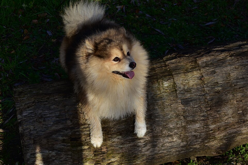 Pomsky — photo de la race de chien (6)