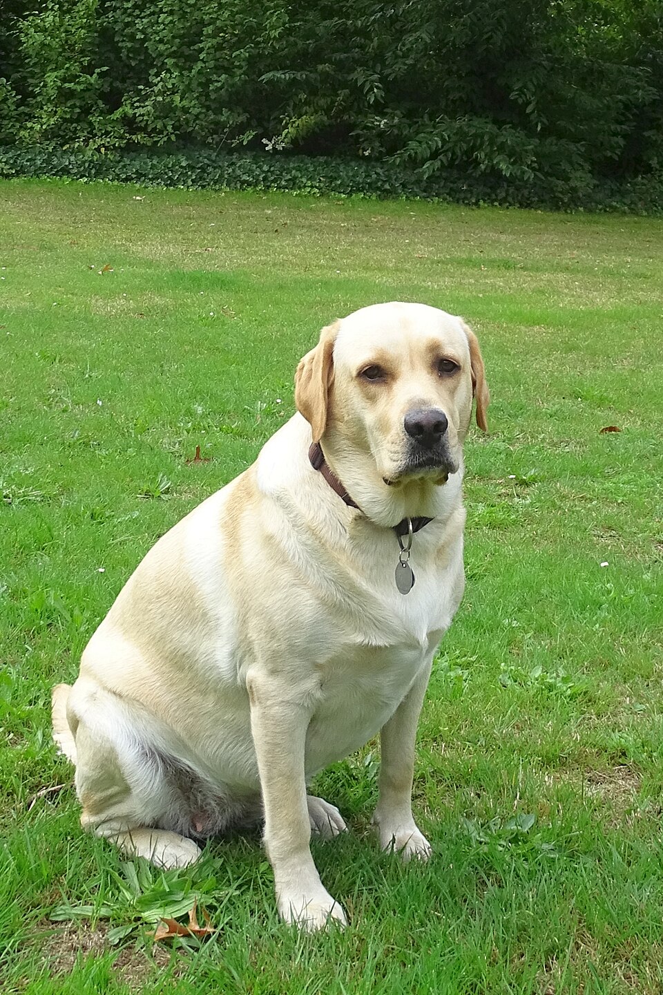 Labrador — photo de la race de chien originaire de Canada (6)