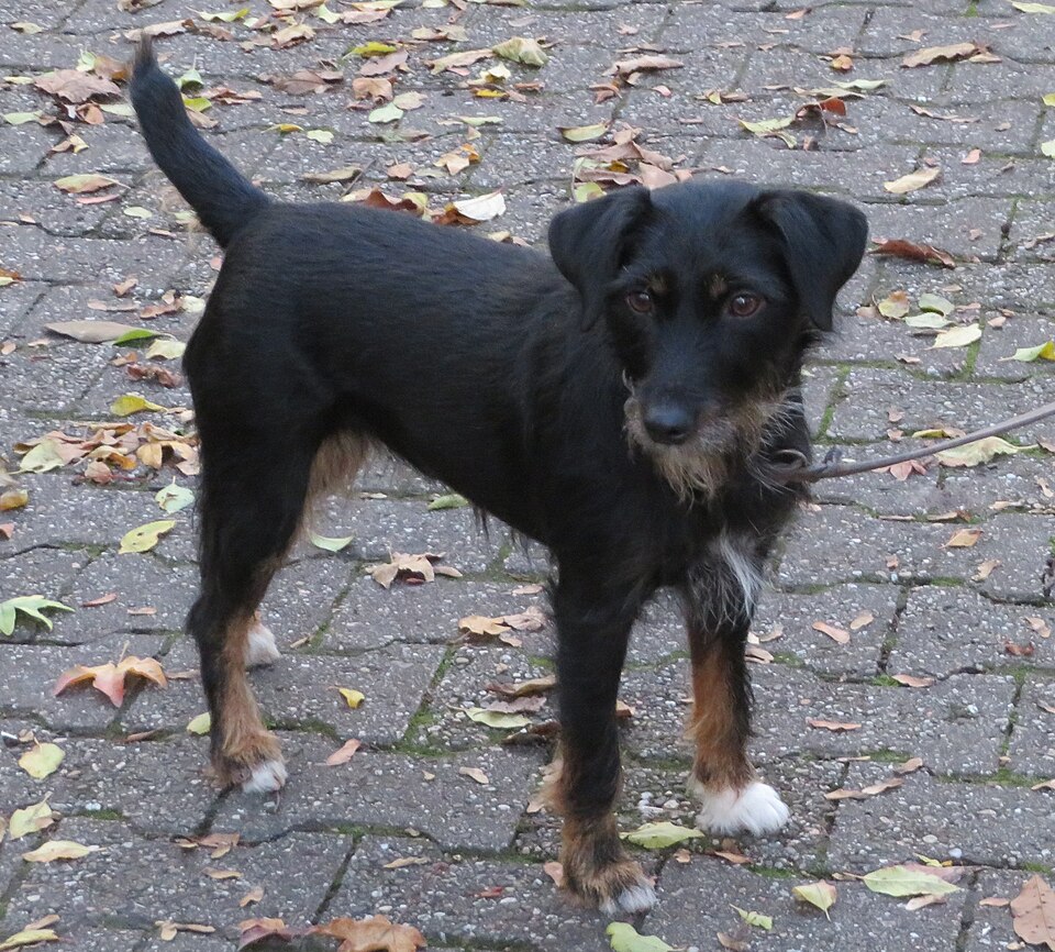 Jagdterrier — photo de la race de chien originaire de Allemagne (6)