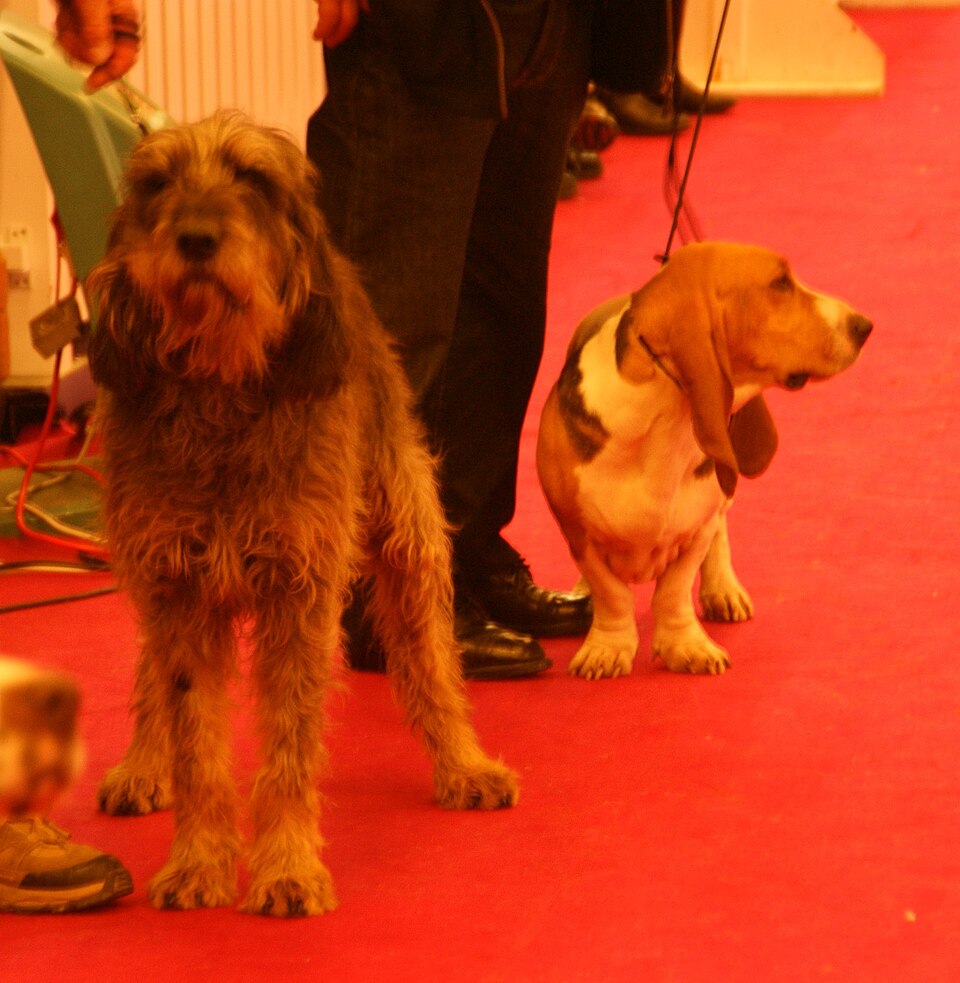 Basset artésien normand — photo de la race de chien originaire de France (6)