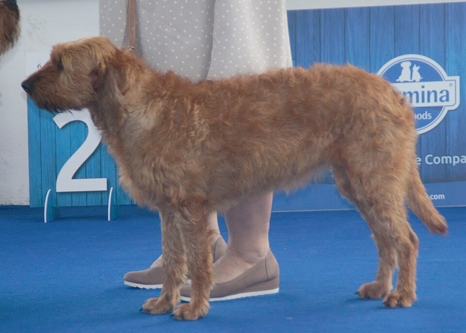 Brachet de Styrie à poil dur — photo de la race de chien originaire de Autriche (1)
