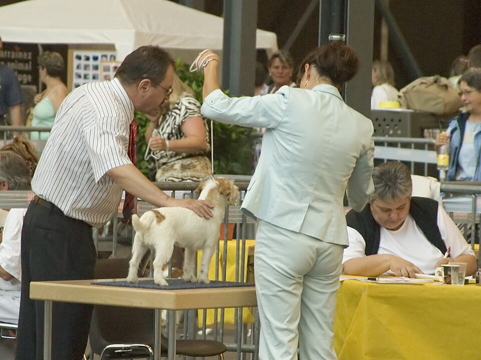 Jack Russel — photo de la race de chien originaire de Royaume-Uni (2)