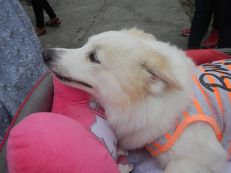 Spitz japonais — photo de la race de chien originaire de Japon (3)