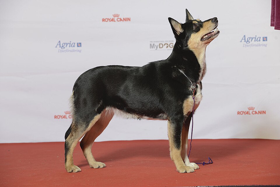 Berger finnois de Laponie — photo de la race de chien originaire de Finlande (2)