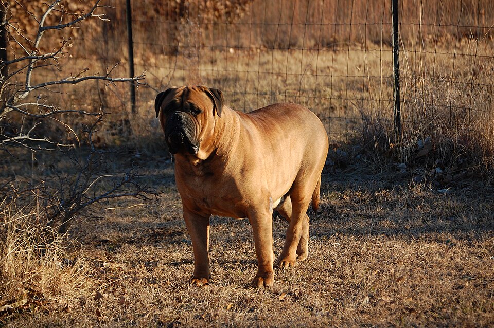 Bullmastiff — photo de la race de chien originaire de Royaume-Uni (6)