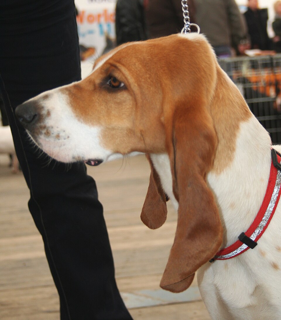 Chien courant suisse — photo de la race de chien originaire de Suisse (5)