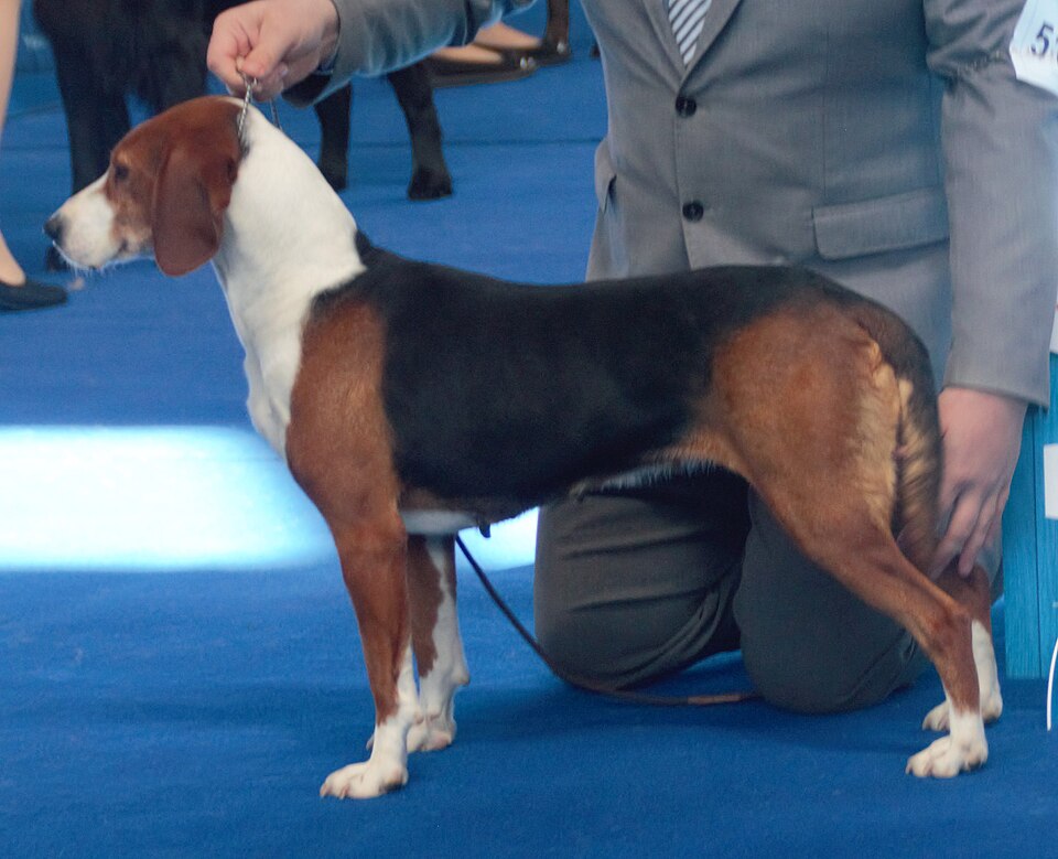 Chien courant yougoslave tricolore — photo de la race de chien originaire de Serbie (4)