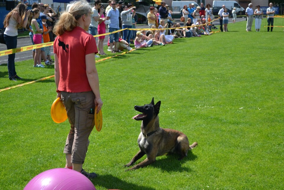 Berger belge Malinois — photo de la race de chien originaire de Belgique (1)