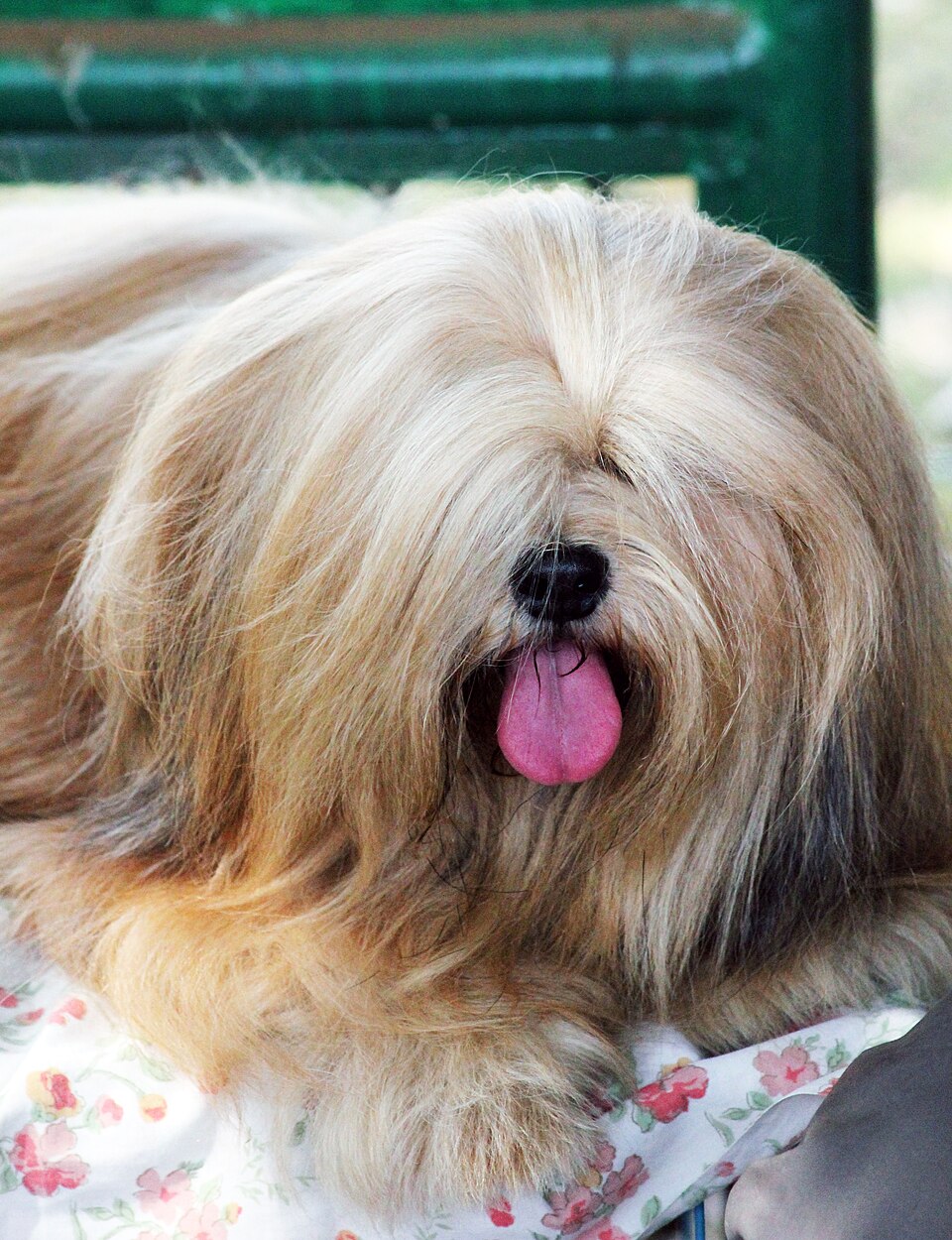 Lhassa Apso — photo de la race de chien originaire de Tibet (3)
