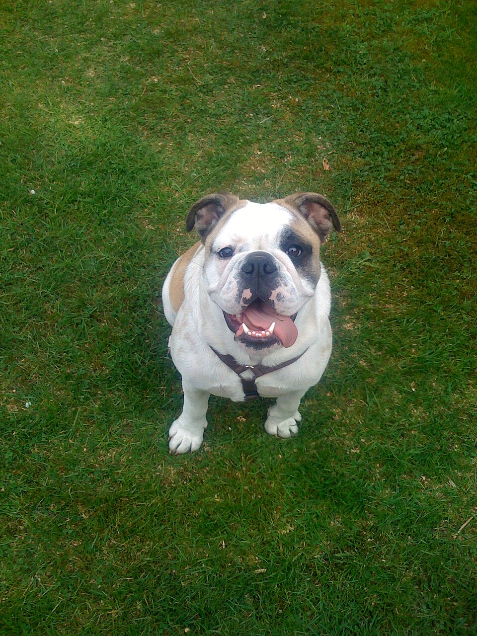Bulldog anglais — photo de la race de chien originaire de Royaume-Uni (4)