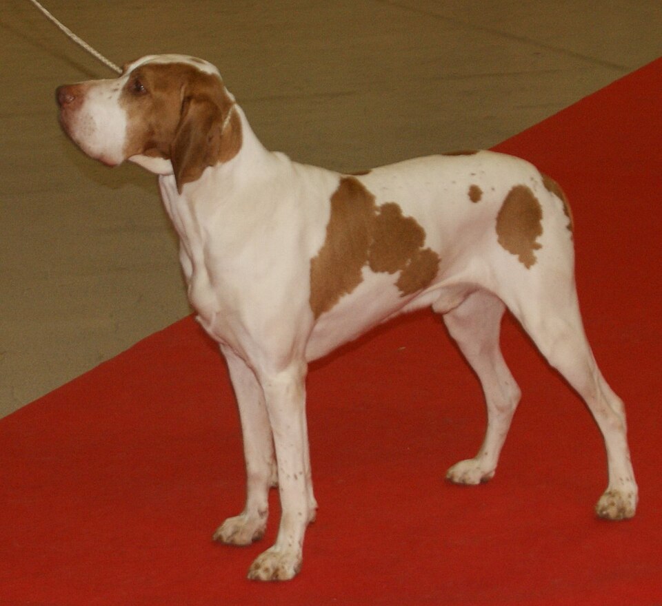 Braque de l’Ariège — photo de la race de chien originaire de France (2)