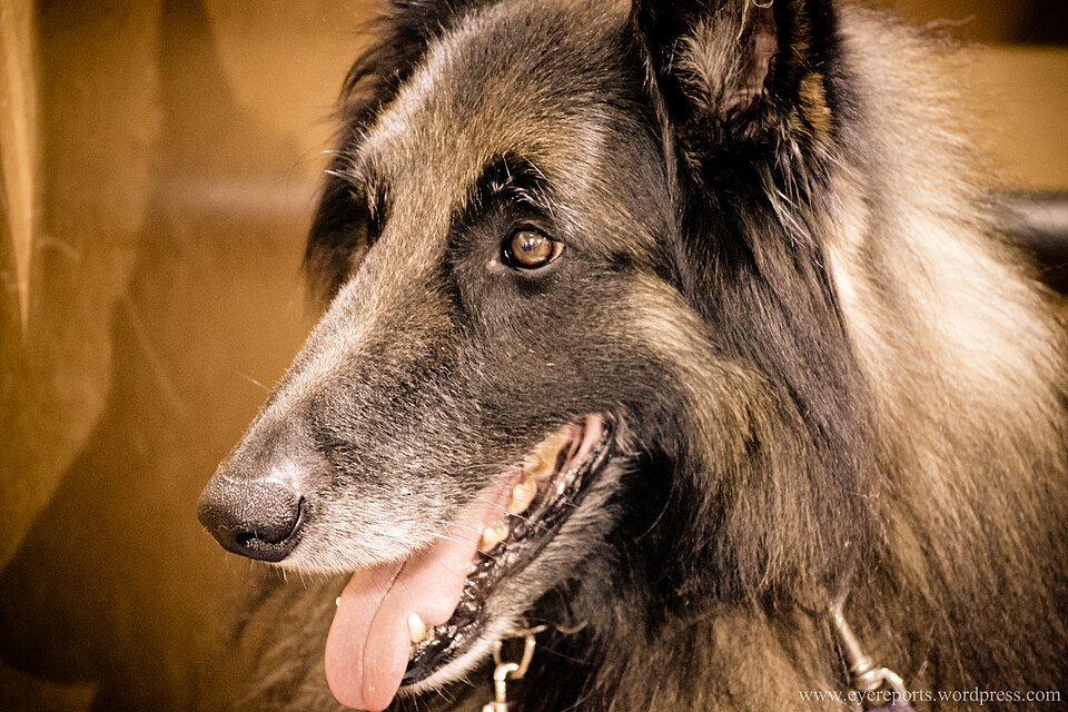 Berger Belge Tervueren — photo de la race de chien originaire de Belgique (4)