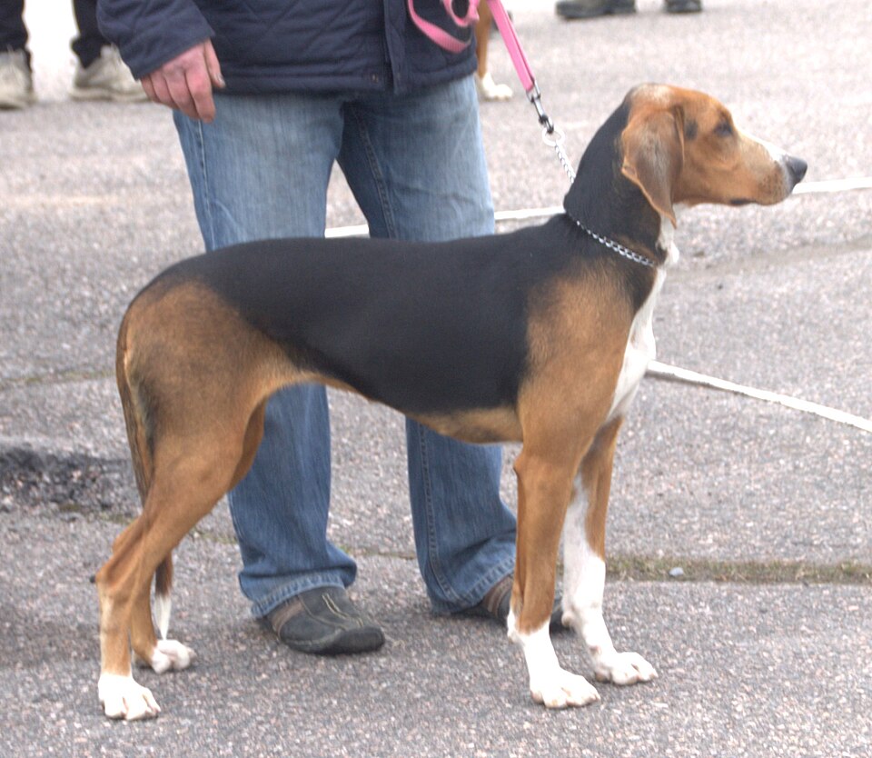 Chien courant finlandais — photo de la race de chien originaire de Finlande (6)