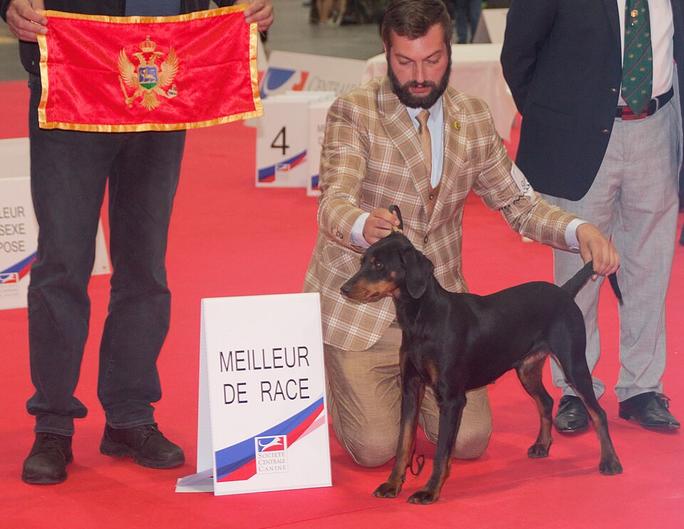 Chien courant yougoslave de montagne — photo de la race de chien originaire de Monténégro (3)