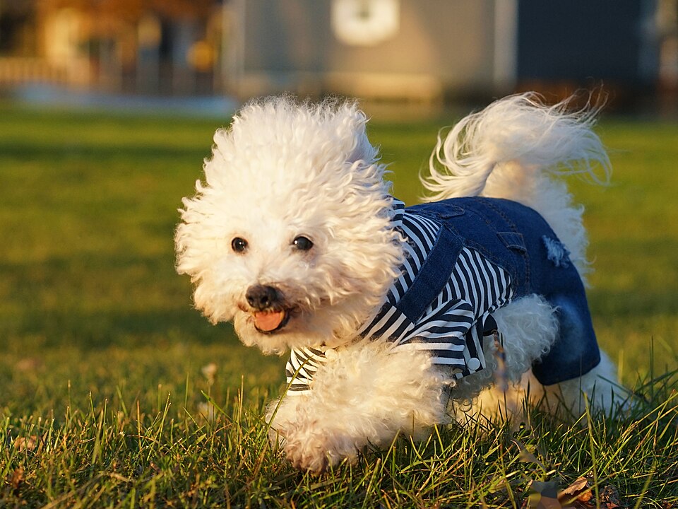 Bichon à poil frisé — photo de la race de chien originaire de Italie Italie (1)