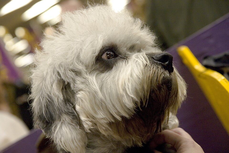 Dandie Dinmont Terrier — photo de la race de chien originaire de Écosse (3)