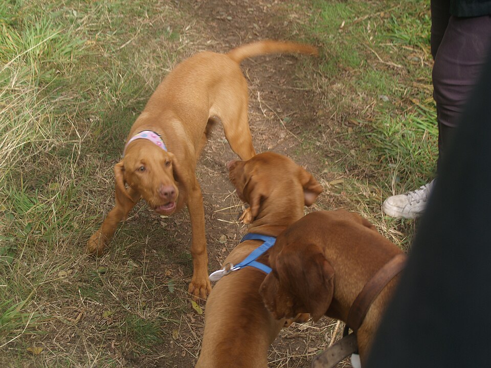 Braque hongrois à poil court — photo de la race de chien originaire de Hongrie (3)