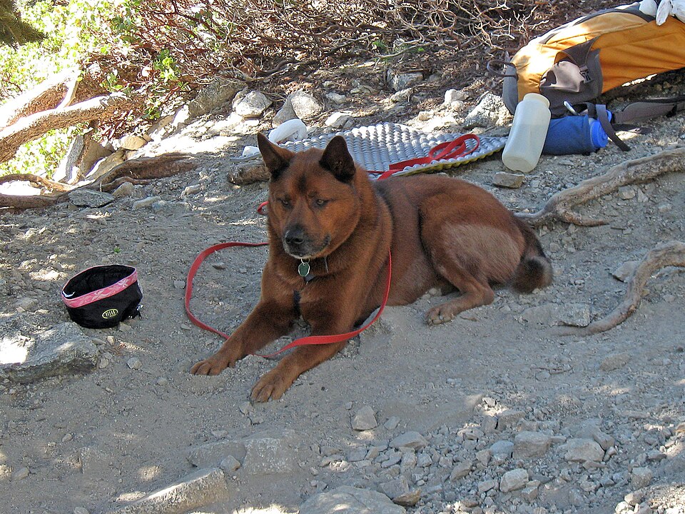 Kai — photo de la race de chien originaire de Japon (3)